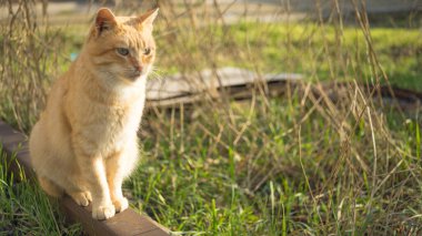 Güneşli bir bahçede oturan sevimli kızıl kedi. Evcil hayvan dışarıda dinleniyor.