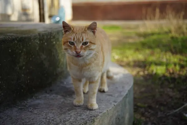 Schöne Ingwerkatze Spaziergang Einem Sonnigen Garten Auf Steinstufen — Stockfoto