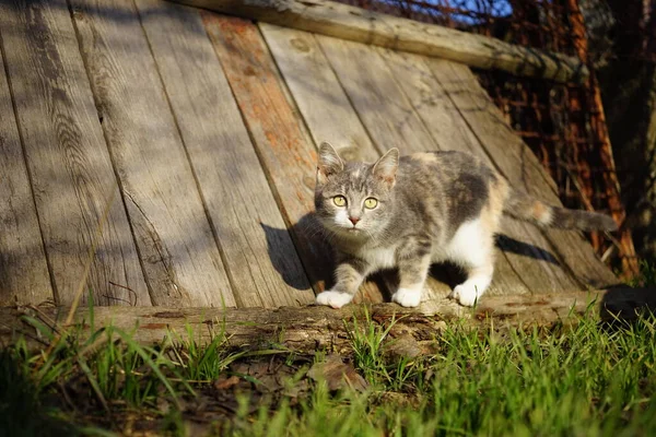 Cute Ash Kitten Walk Sunny Garden Funny Look — Stock Photo, Image