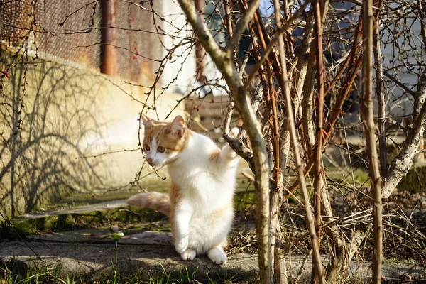 可爱的绒毛生姜猫咪嗅着后腿站立在一个阳光灿烂的花园里的桑树 有趣的猫园丁 — 图库照片