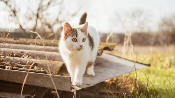 Härlig Vit Kattunge Promenad Den Lantliga Trädgården Söt Ung Katt — Stockfoto