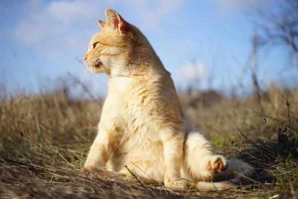 阳光明媚的日子里 一只有趣的姜黄猫坐在干燥的草地上 面对着蓝天 — 图库照片