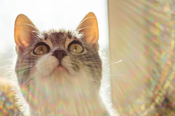 Sehr Süßes Kätzchen Schaut Interessiert Auf Makroporträt Einer Katze Innenraum — Stockfoto