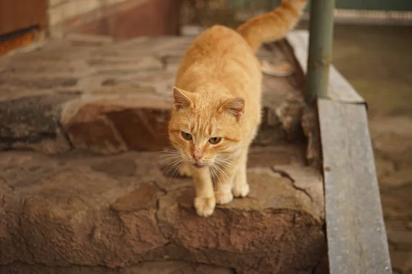 Mignon Gingembre Chat Tient Sur Seuil Maison — Photo