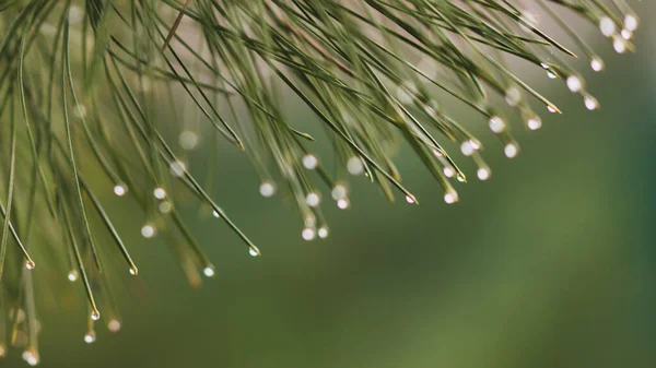 빗방울에 바늘이 소나무 가지가 엉금엉금 물방울이 떨어진다 — 스톡 사진