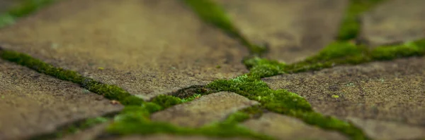 Vecchio Marciapiede Lastricato Pietra Selvatica Con Muschio Verde Nelle Cuciture — Foto Stock