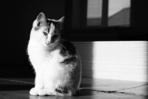 Gato Branco Sentado Quarto Escuro Com Luz Sobre Ele Sombra — Fotografia de Stock