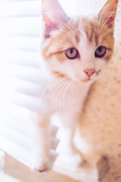Krásná Kočičí Procházka Parapetu Horizontální Kovové Jalousie — Stock fotografie