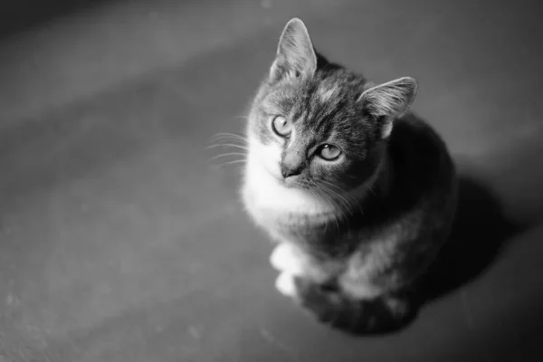 Прекрасная Кошка Сидит Полу Котёнок Помещении Черно Белое Фото Стоковое Изображение