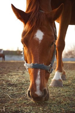 Açık havada kahverengi bir atın portresi, yakın plan yüz..