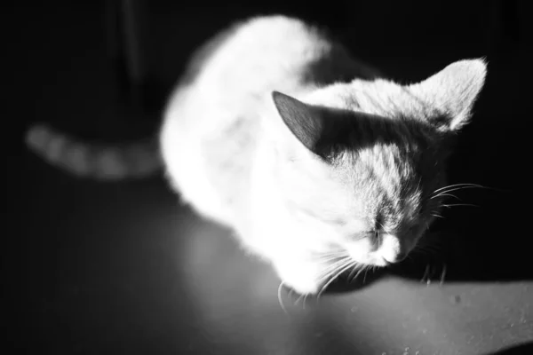 Sleepy Kitten Sitzt Einem Dunklen Raum Vollmondlicht Foto — Stockfoto