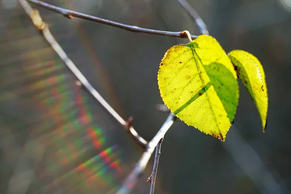 Πράσινα Φύλλα Του Φθινοπώρου Κλαδί Ηλιαχτίδες — Φωτογραφία Αρχείου