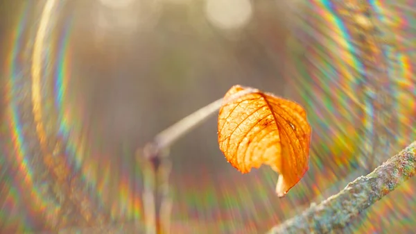 Smažit Hnědý Podzimní List Větvi Slunečném Lese Solární Spektrum — Stock fotografie