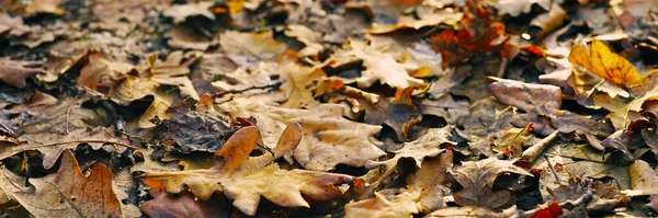 Braune Eiche Blättert Nahaufnahme Herbststraße Wald — Stockfoto