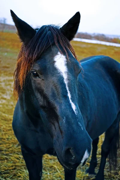 Retrato Cavalo Preto Exterior Cara Perto — Fotografia de Stock