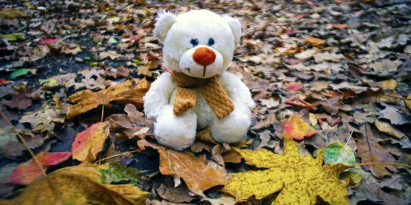 White Teddy Bear Sits Autumn Foliage Forest — Stock Photo, Image
