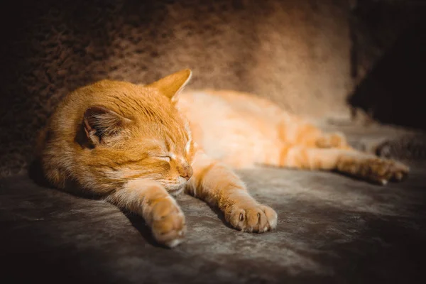 Piękny Rudy Kot Spać Kamiennej Podłodze Świeżym Powietrzu Słoneczny Dzień — Zdjęcie stockowe