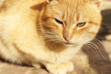 Güneşli bir günde kızıl bir kedinin portresi