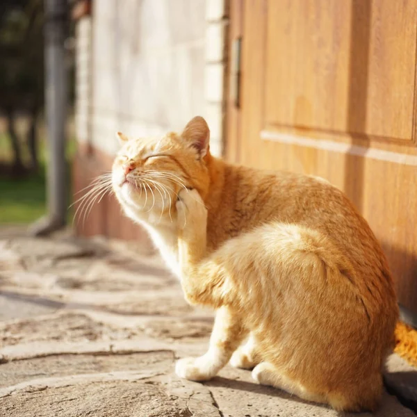 Vörös Macskamancs Karcolások Fül Mögött Háziállatok Bolhái Kullancsai — Stock Fotó