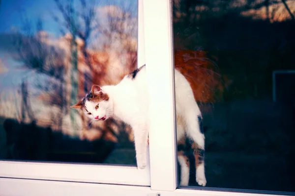 Katze Steckt Fenster Fest Ein Offenes Fenster Ist Für Haustiere — Stockfoto