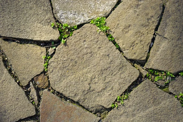 Vieille Chaussée Pierres Sauvages Avec Herbe Verte Dans Les Coutures — Photo