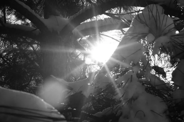 Gran Sol Con Rayos Ramas Pino Nevado Bosque Invierno —  Fotos de Stock