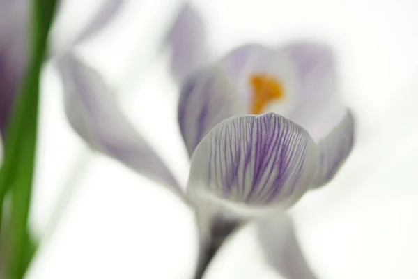 Fioletowy Kwiat Krokusa Jasnym Białym Tle — Zdjęcie stockowe