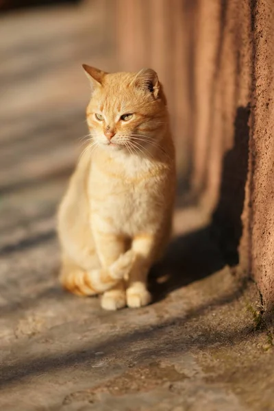 Schöne Ingwerkatze Sitzt Auf Einem Steinboden Freien Niedliches Haustier Porträt — Stockfoto