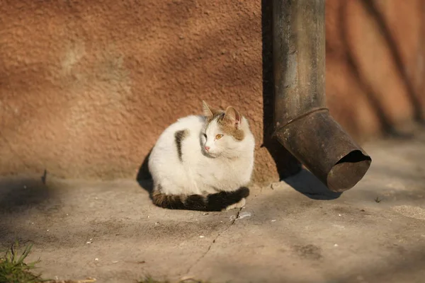 Atık Borusunun Yanındaki Bahçede Oturan Beyaz Kedi — Stok fotoğraf