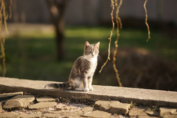 Retrato Gato Cinzas Bonito Jovem Livre Gatinho Lindo Sentado Jardim — Fotografia de Stock