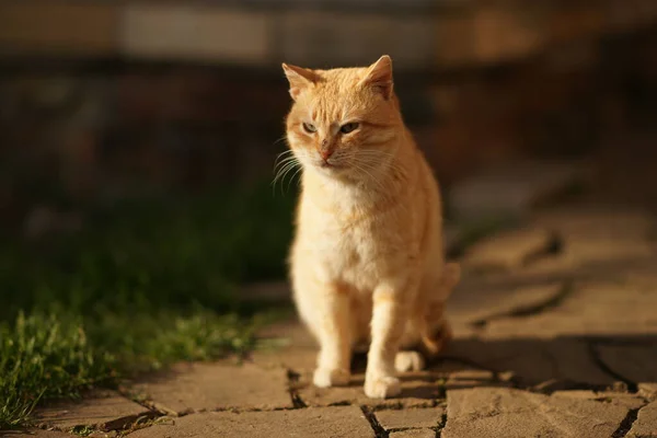 Gatto Zenzero Seduto Pavimento Pietra All Aperto — Foto Stock