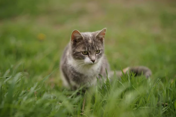 翠绿的草地上美丽的灰猫画像 — 图库照片