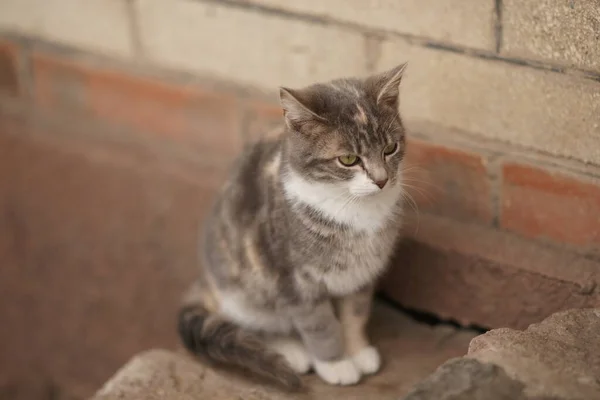 Precioso Retrato Gato Fresno Joven Los Escalones Piedra Aire Libre —  Fotos de Stock