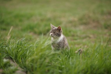 Yeşil çimlerin üzerinde sevimli, genç, küllü kedi portresi..