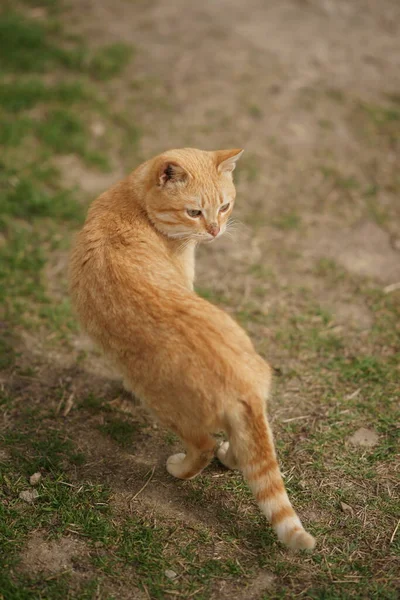 Retrato Gato Jengibre Jardín Primavera — Foto de Stock