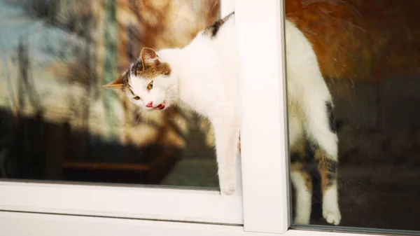 Katze Steckt Fenster Fest Ein Offenes Fenster Ist Gefährlich Für — Stockfoto