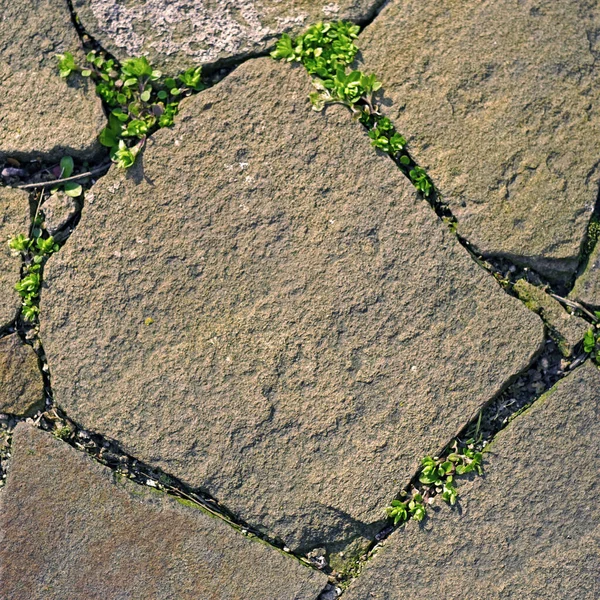 Vecchia Pavimentazione Pietre Selvatiche Con Erba Verde Nelle Cuciture — Foto Stock