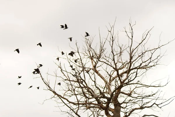 曇りの灰色の空に裸の木と黒い鳥の群れ — ストック写真