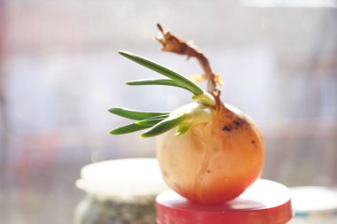 Güneşli bir masada fidanlar için yeşil filizli soğan sebzesi.