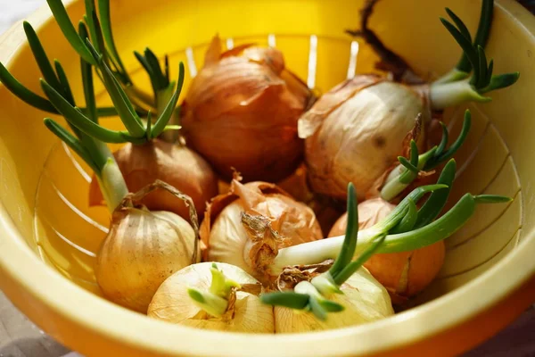 Légumes Oignon Aux Choux Verts Dans Bol Plastique Jaune — Photo