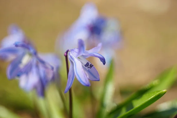 日当たりの良い庭に小さな青い花を咲かせます — ストック写真