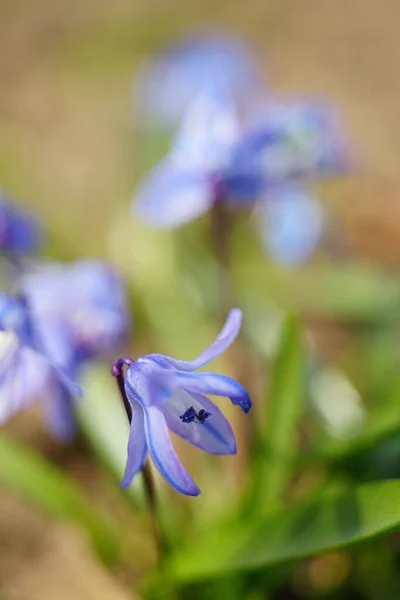 青い鐘の花が閉まりました 最初の春の花 春の日当たりの良い庭 — ストック写真