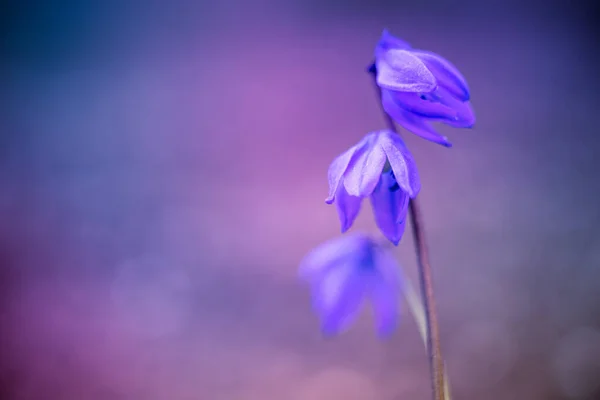 Teneri Fiori Blu Sfondo Viola Sfocato — Foto Stock