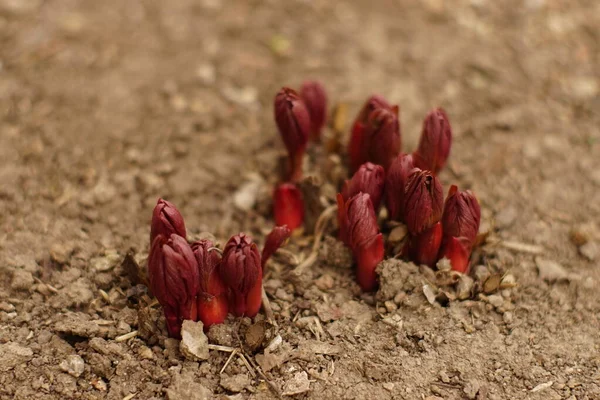 Молодые Красные Ростки Пионских Цветов Растут Земле Крупным Планом Цветки — стоковое фото