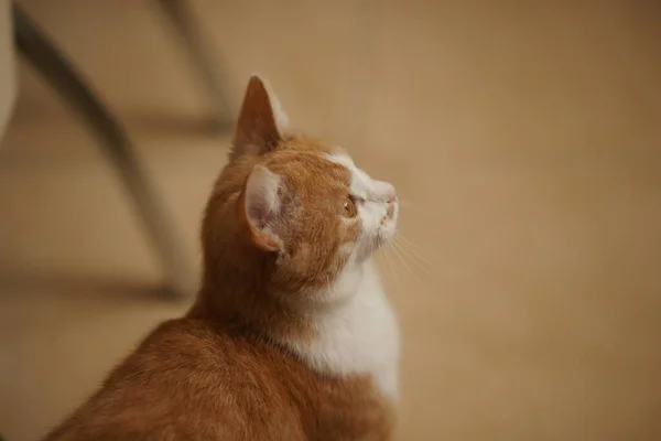 Schöne Ingwer Weiße Katze Seitenansicht Drinnen Porträt Einer Hauskatze — Stockfoto
