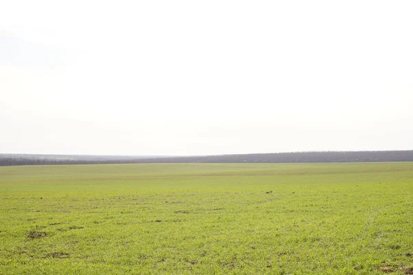 Grönt Gräs Fält Molnig Himmel — Stockfoto
