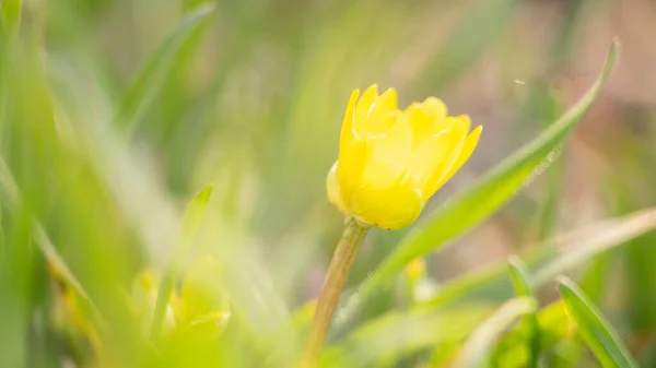 Güneşli Bir Bahçede Büyüyen Sarı Çiçek Makro Fotoğraf — Stok fotoğraf