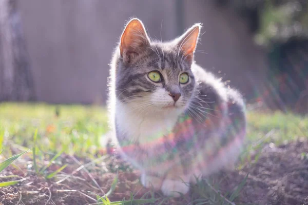 Ash Kitten Resting Sunny Garden — Stock Photo, Image