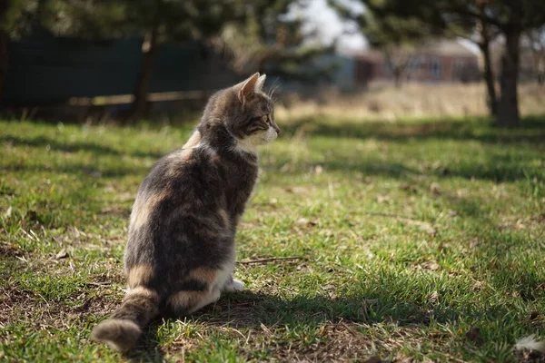 Trójkolorowy Popiół Kotek Spoczywający Zielonej Trawie Słonecznym Ogrodzie Widok Tyłu — Zdjęcie stockowe