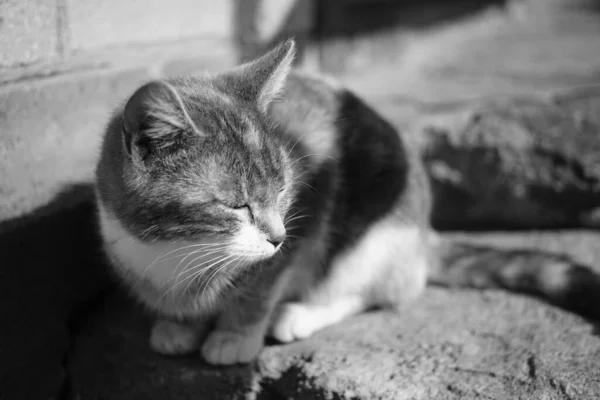 可爱的猫睡在室外 宏观上描绘了一只年轻的小猫 黑白照片 — 图库照片